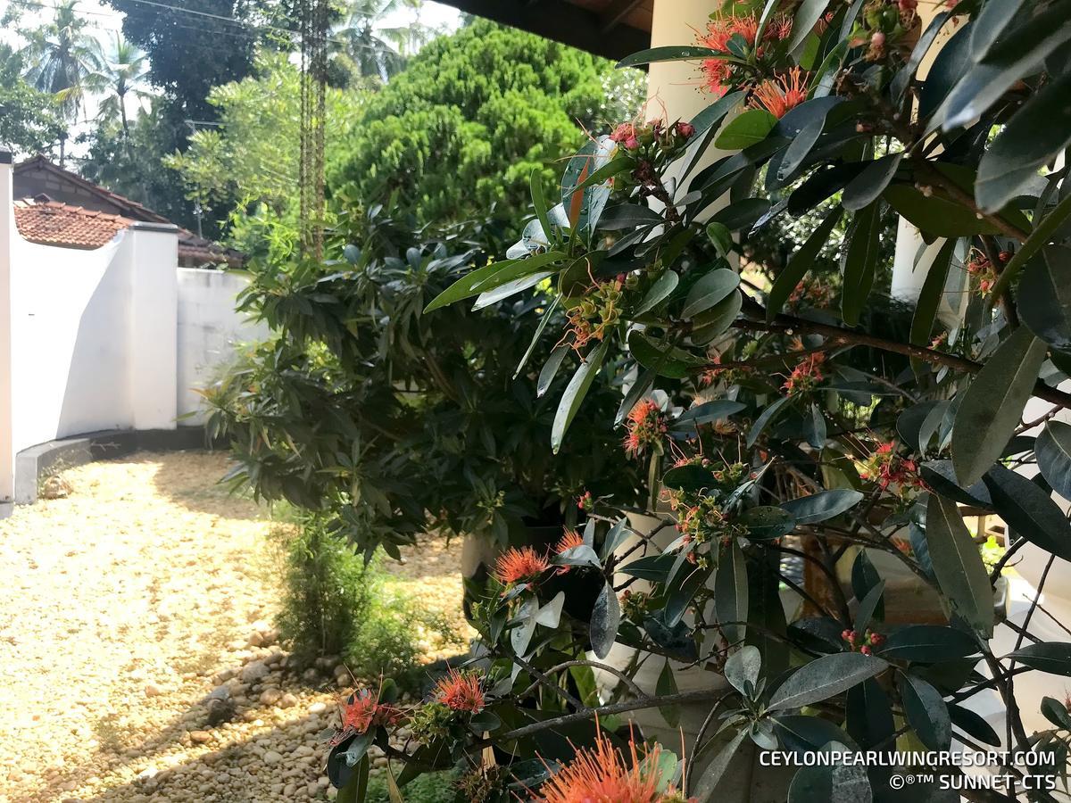 Ceylon Pearlwing Resort 尼甘布 外观 照片