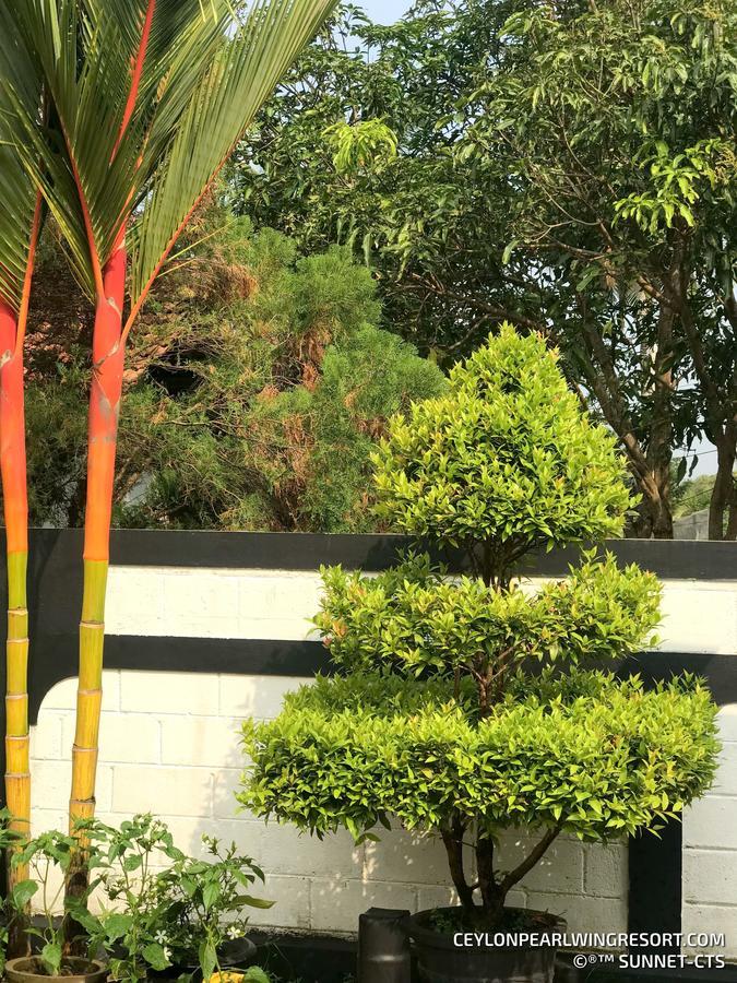Ceylon Pearlwing Resort 尼甘布 外观 照片